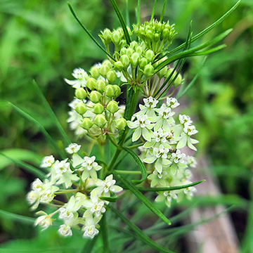 a milkweed flower