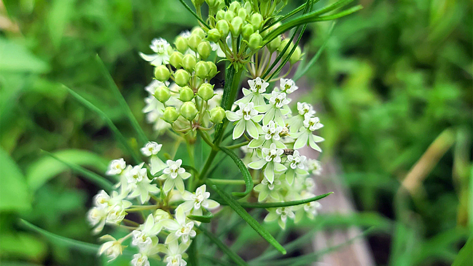 milkweed flower